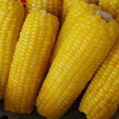 Frozen Sweet corn