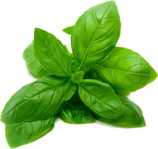 basil