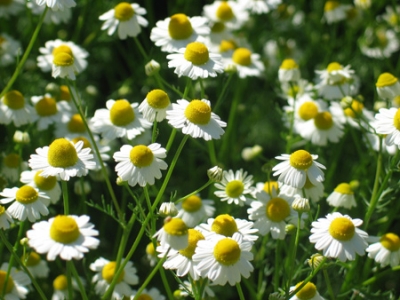 chamomile