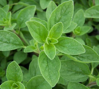 marjoram